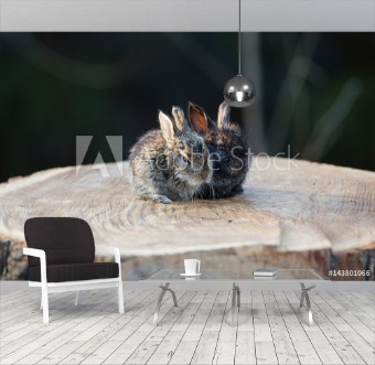 Picture of Rabbit on a stump